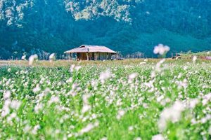 Mộc Châu, Sơn La có gì đẹp?
