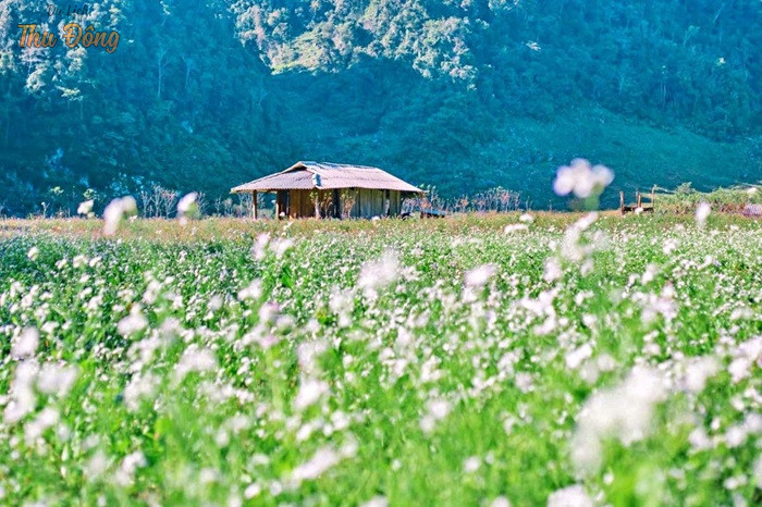 Mộc Châu, Sơn La có gì đẹp?