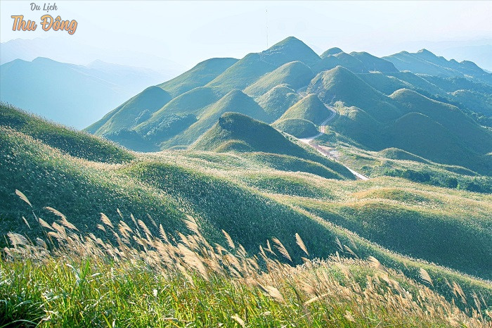 Bình Liêu mùa hoa lau